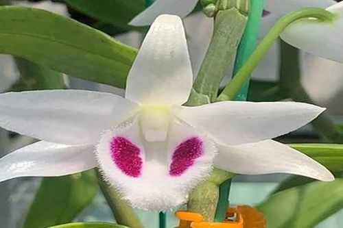 Kiểm soát hoạt động cho vay có yếu tố lan đột biến