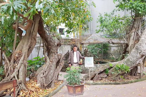 Chuyện về cây di sản: Góp công, hiến đất vì cây