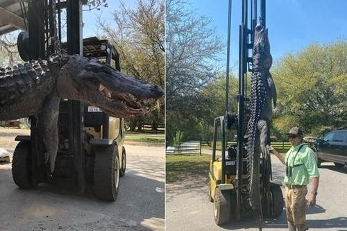 Bắt được cá sấu khổng lồ gần 4m, mổ bụng phát hiện điều kinh khiếp