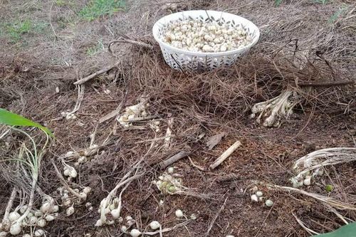 Đặc sản xứ Nghệ rẻ chưa từng có, đổ về Hà Nội rao bán khắp chợ