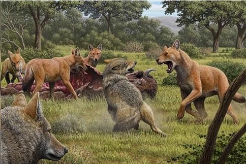 Giải mã lý do khiến loài sói săn cả voi ma mút tuyệt chủng