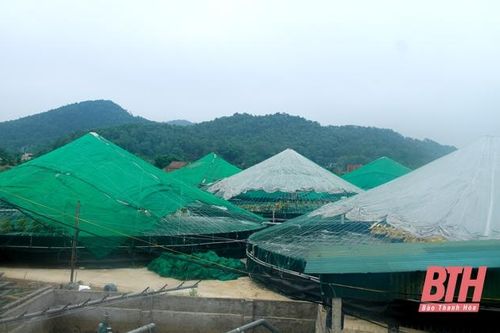 Hiệu quả kinh tế từ các mô hình nuôi tôm công nghiệp