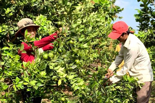 Truy xuất nguồn gốc giúp nâng cao khả năng cạnh tranh của nông sản