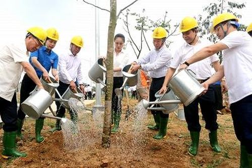 Tổng công ty Điện lực miền Bắc hưởng ứng phong trào trồng 1 tỷ cây xanh 'Vì một Việt Nam xanh'