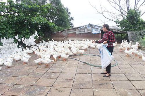 Nông dân gặp khó khăn do giá thức ăn chăn nuôi tăng cao