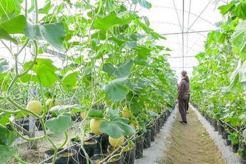 Lựa chọn 4 giống dưa lưới phù hợp để trồng trên địa bàn tỉnh