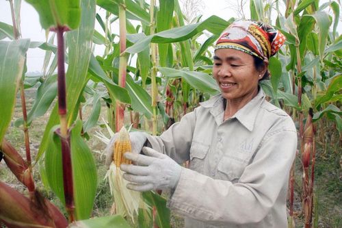 Nỗ lực nâng tầm sản phẩm địa phương