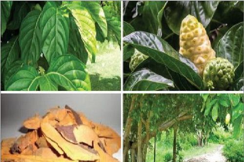 Nhàu núi: hạ áp, trừ phong thấp