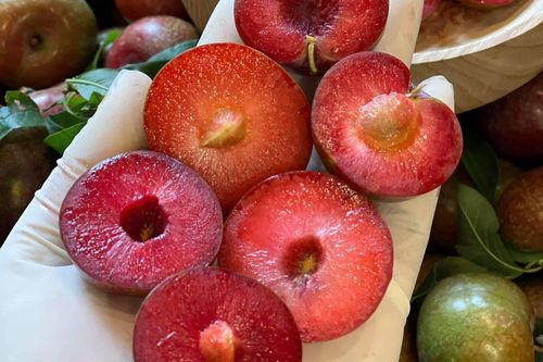 Mận đầu mùa giá 150.000 đồng/kg ế khách