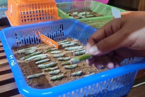 Vỡ nợ cả chục tỷ, vào tù vì lan đột biến