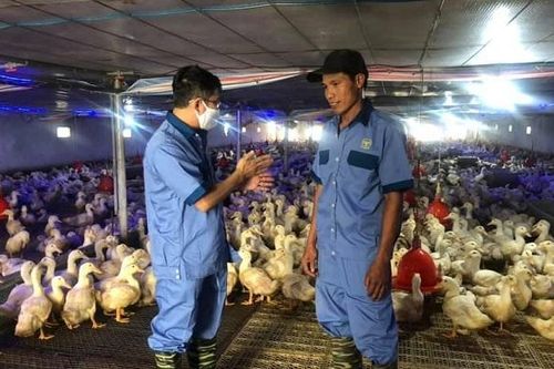 Thận trọng tái đàn vịt