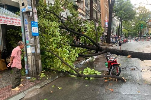 Nơm nớp nỗi lo cây xanh gãy đổ