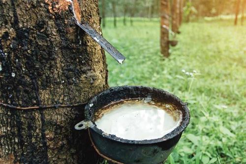 Trung Quốc gom mua, Việt Nam bán 'vàng trắng' thu bộn tiền