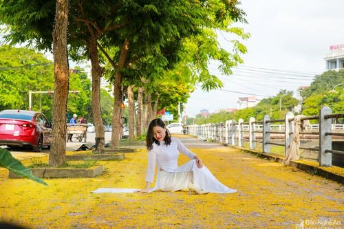 Thành Vinh nắng trộn sắc vàng hoa giáng hương ngày giao mùa