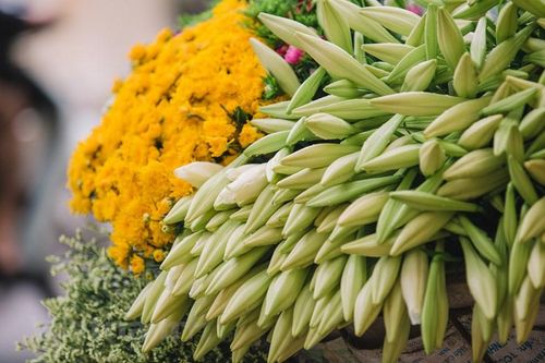 Hoa loa kèn đầu vụ giá cao, người Hà Nội vẫn sẵn sàng 'móc hầu bao'