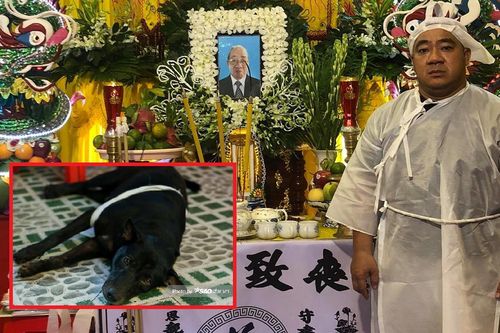 Xúc động chú chó mắt 'rưng rưng' lệ, nằm trước linh cữu trong đám tang bố Hiếu Hiền