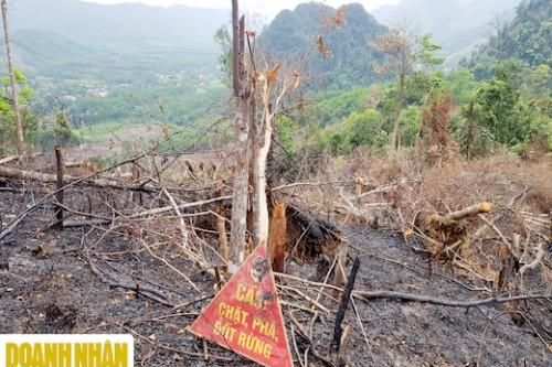 Nhiều diện tích rừng tự nhiên ở Quảng Bình bị phá tan hoang