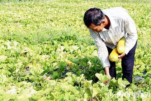 Chưa xảy ra khô hạn trong sản xuất nông nghiệp