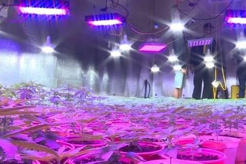 Phát hiện đường dây trồng và mua bán cần sa quy mô lớn, lắp đèn led sưởi cây