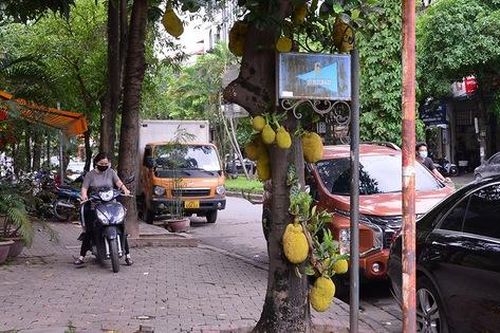 Cây mít sai trĩu quả nằm ngay trên mặt phố Hà Nội khiến nhiều người tò mò, ngạc nhiên.