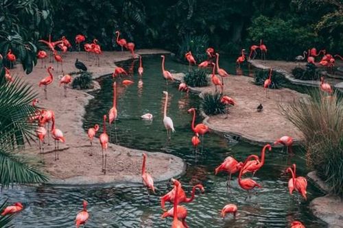 Thế giới những loài chim tuyệt đẹp tô điểm thiên nhiên
