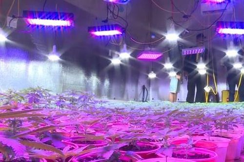 Lắp đèn led chiếu tia cực tím để trồng cần sa