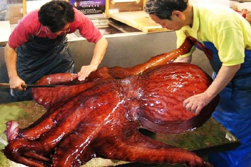 Cách đánh bắt và xẻ thịt bạch tuộc khổng lồ ở Nhật Bản
