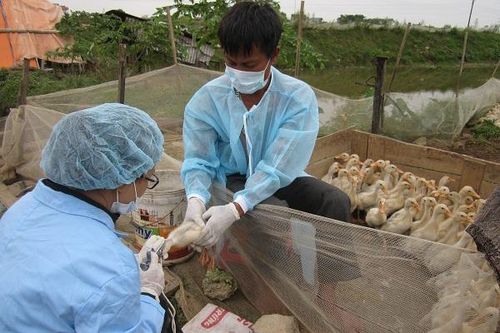 Tăng cường năng lực của lực lượng chuyên ngành thú y