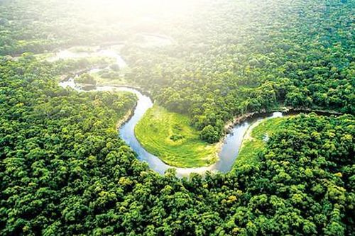 Amazon mất 2,3 triệu ha rừng nguyên sinh trong năm 2020