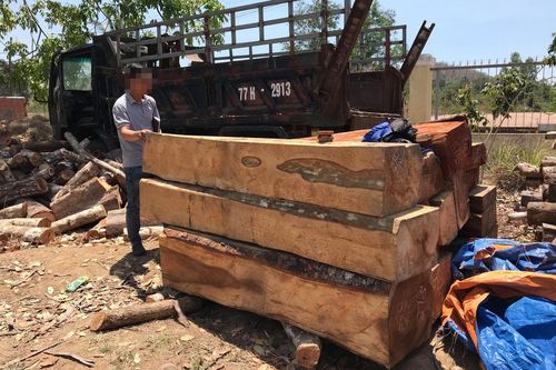Khởi tố vụ cưa hạ trái phép 119 cây gỗ