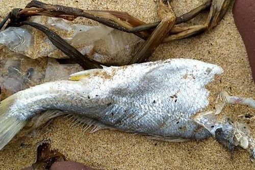 Kết quả chất lượng nước ven biển Nghệ An nơi có cá chết không rõ nguyên nhân