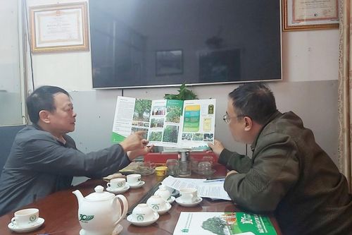 Thăm khám, bảo tồn, kéo dài tuổi thọ cây cổ thụ