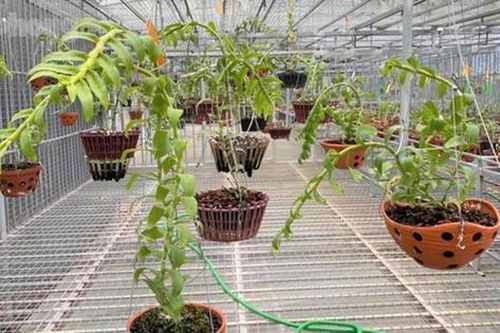 Quảng cáo giao dịch lan đột biến trăm tỷ: Một tấc đến trời