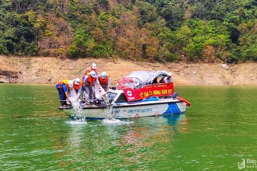 Thả trên 40.000 con cá giống xuống lòng hồ thủy điện Bản Vẽ