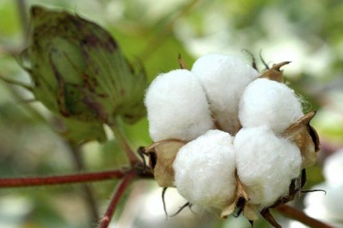 Tình hình sản xuất bông của Mali và Senegal năm 2021