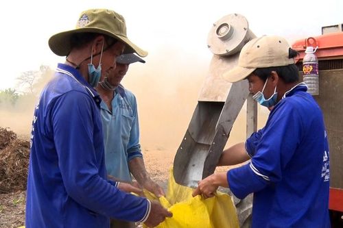 Hiệp Xương: Rau muống lấy hạt giảm năng suất, nông dân ít lợi nhuận