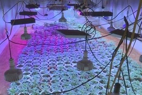 Đầu tư hệ thống đèn LED trồng cần sa trong phố núi