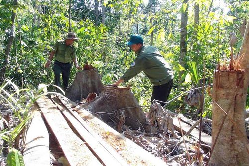 Khởi tố năm cán bộ liên quan vụ mở đường phá rừng tự nhiên quy mô lớn ở Phú Yên