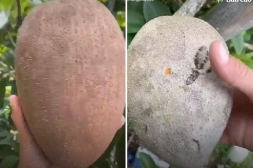 Bổ quả hồng xiêm siêu to khổng lồ, phần ruột khiến tất cả ngạc nhiên
