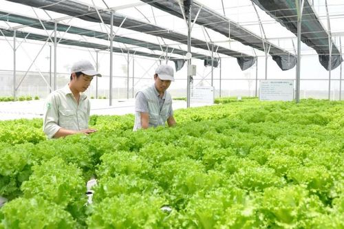 Cơ hội cho các doanh nghiệp công nghệ nông nghiệp Việt Nam mở rộng thị trường