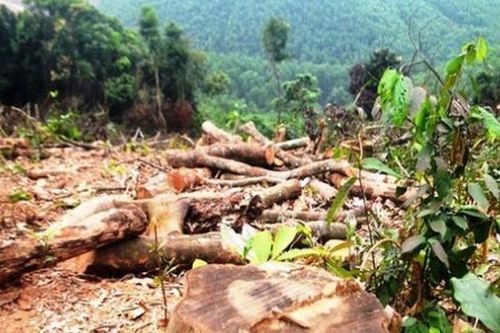 Xử phạt gần 38 triệu đồng đối tượng 'triệt hạ' hơn 2.500m² rừng tự nhiên