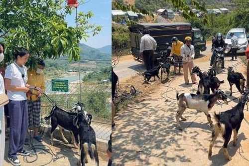 Hoa hậu Kỳ Duyên trở lại vùng lũ, mua dê tặng bà con ở Nam Trà My