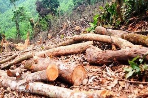 Phạt gần 38 triệu đồng đối tượng chặt phá 2.500m2 diện tích rừng của người dân