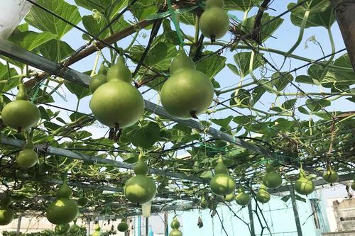 Vườn sân thượng đầy cây trái của vợ chồng Sài Gòn