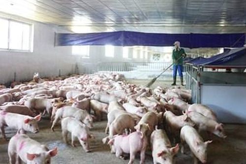 Mạnh tay xử lý các cơ sở chăn nuôi gây ô nhiễm