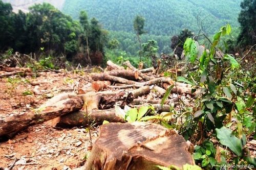 Nghệ An: Người đàn ông phá rừng tự nhiên bị xử phạt gần 38 triệu đồng