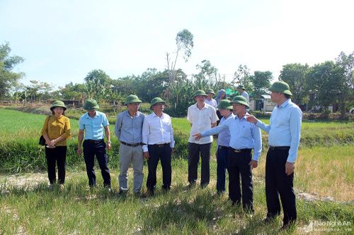 Nghệ An triển khai đề án sản xuất vụ Hè thu- Mùa 2021