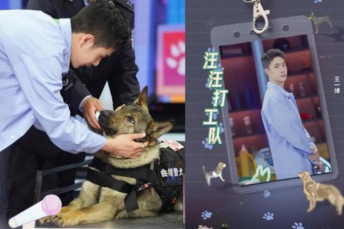 Vương Nhất Bác hóa 'trai ngoan' khi huấn luyện chó trong 'Thiên thiên hướng thượng'