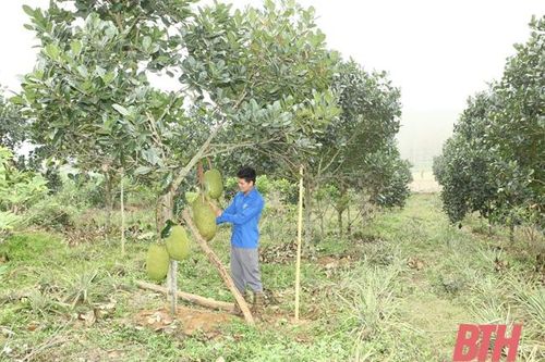 Chàng trai trẻ đam mê với cây mít Thái