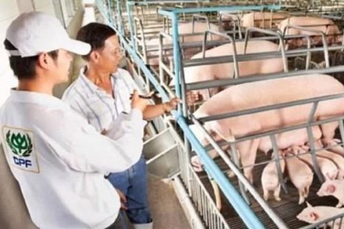 Hưởng lợi nhờ giá lợn hơi đạt mức cao lịch sử, C.P Việt Nam thu về 3,4 tỷ USD trong năm 2020